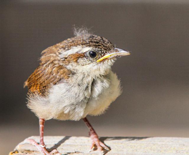 Carolina Wren