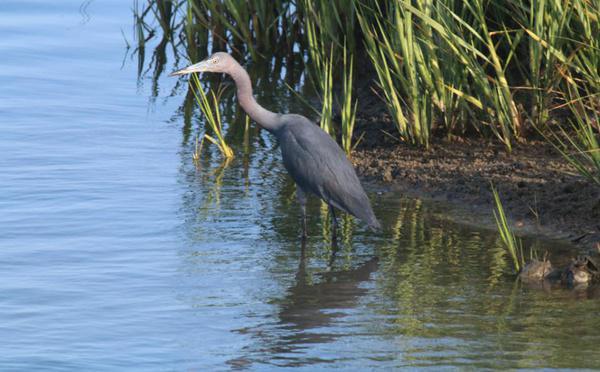 Little Blue Heron