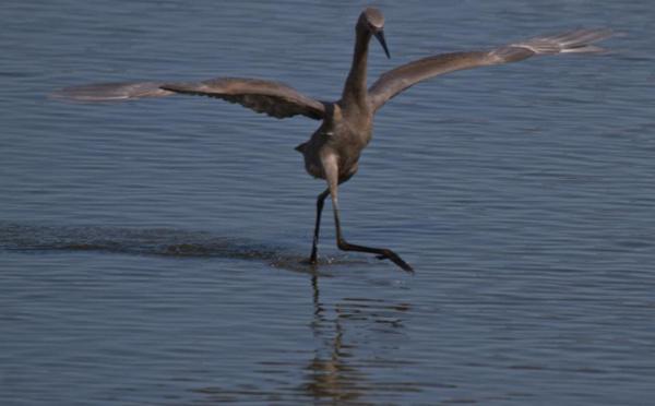 Reddish Egret