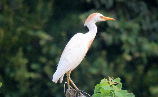 Cattle Egret