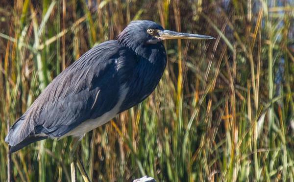 Tricolored Heron