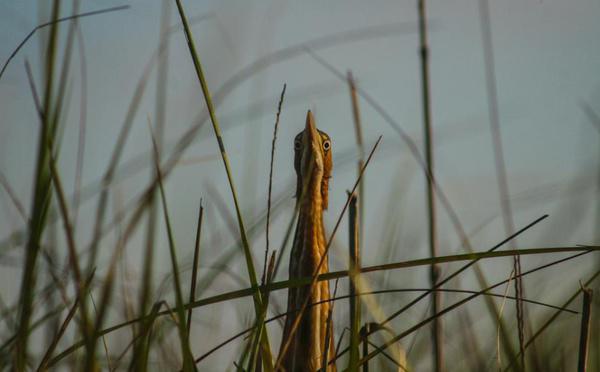 Least Bittern