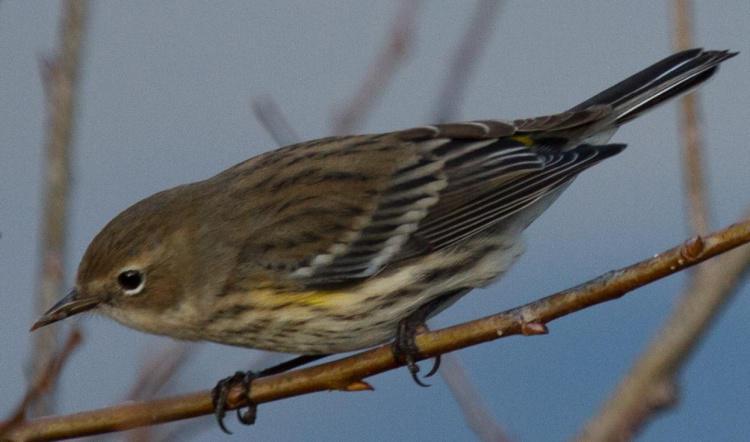 Warblers