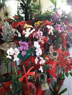  Fiori e piante di Gianni Iuculano