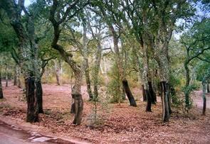 Il Bosco di Amola - The Amola Woods