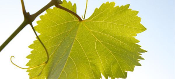 § 088. lo levanta...