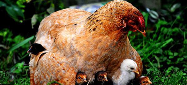 § 087. Parácletos...