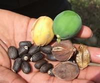 Graines de Jatropha