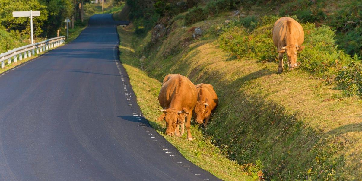 Los aficionados podrán comunicar incidencias durante el Rally a la dirección de carrera Los aficionados podrán comunicar incidencias durante el Rally a la dirección de carrera