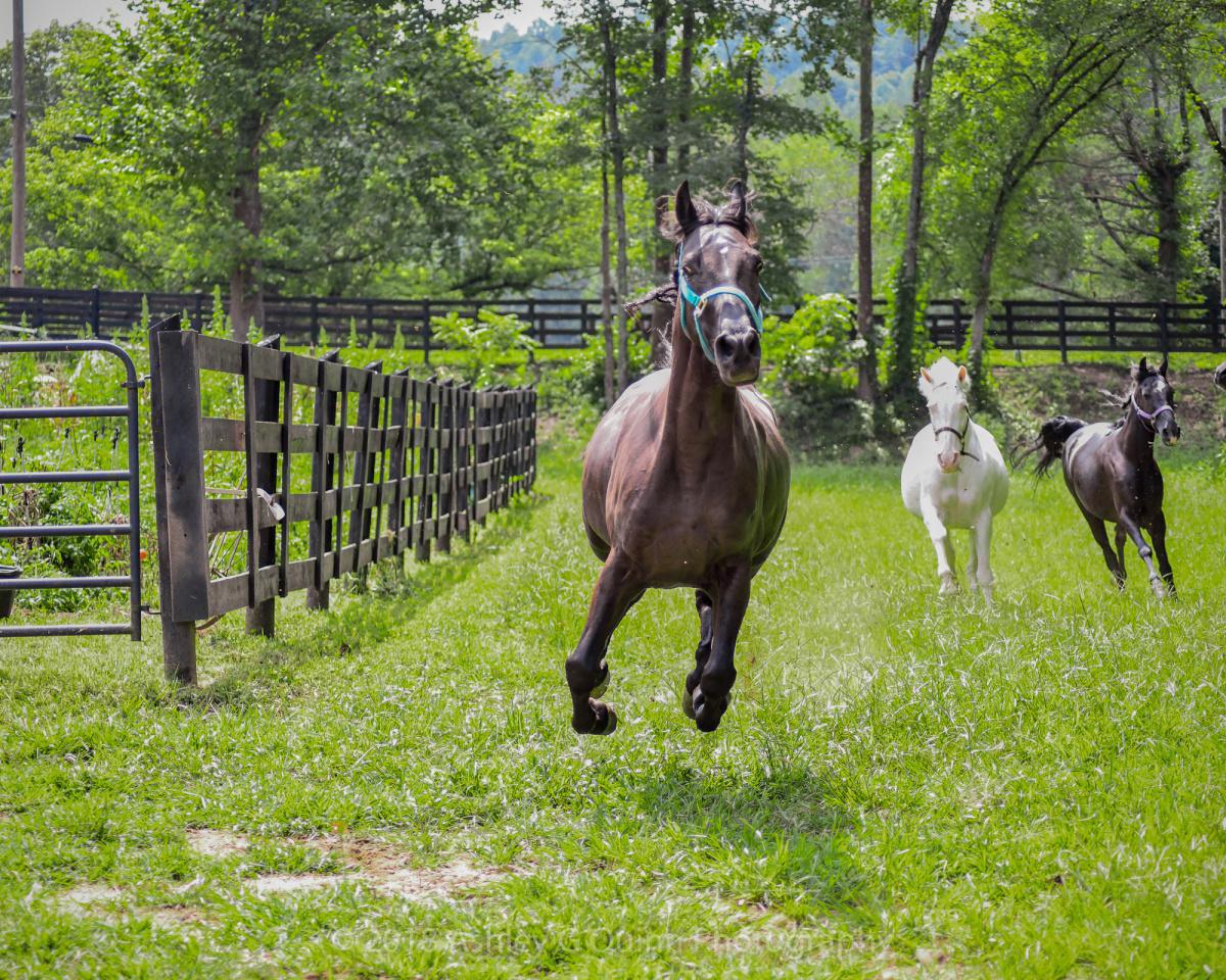 A Business and a Home: The BlackHorse Farm Committed to Bride, Client, and Horse