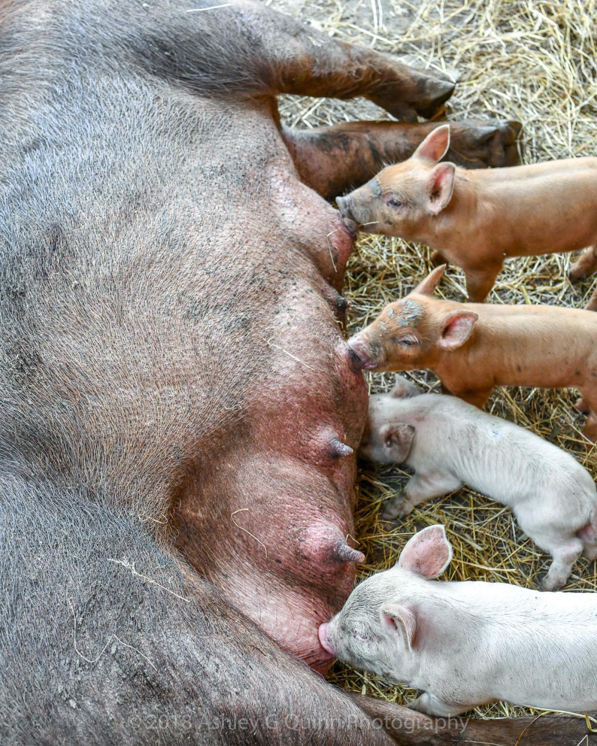 Go Whole Hog at River Meadow Farm