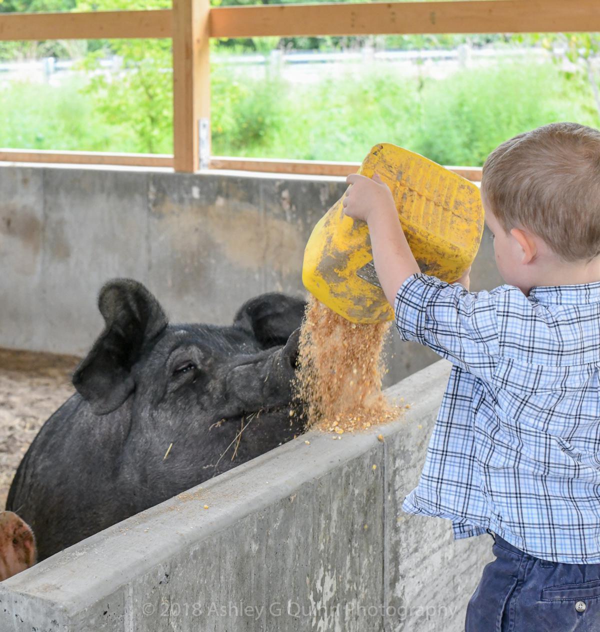 Go Whole Hog at River Meadow Farm Go Whole Hog at River Meadow Farm