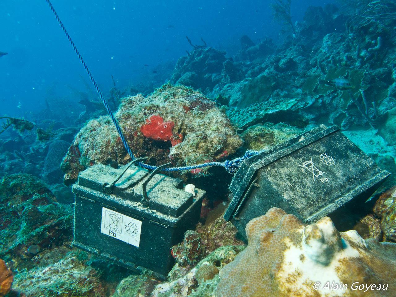 barriere de corail guadeloupe