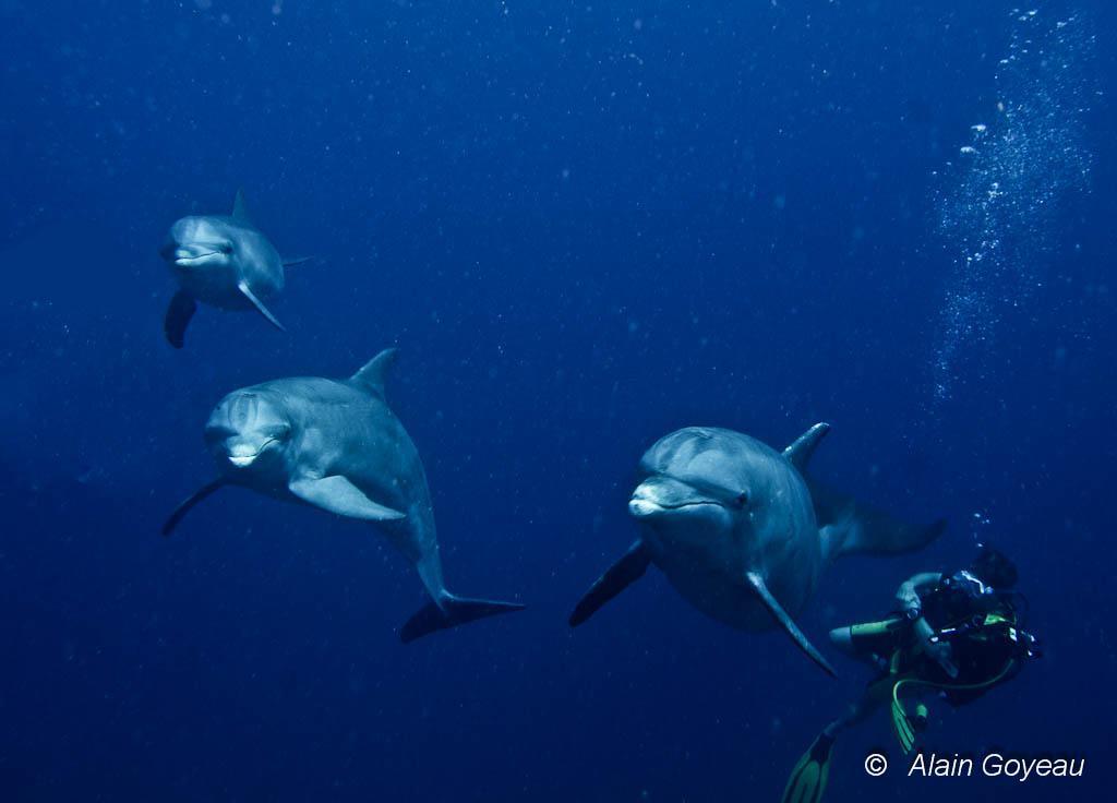 Des dauphins viennent à la rencontre des plongeurs en Guadeloupe.