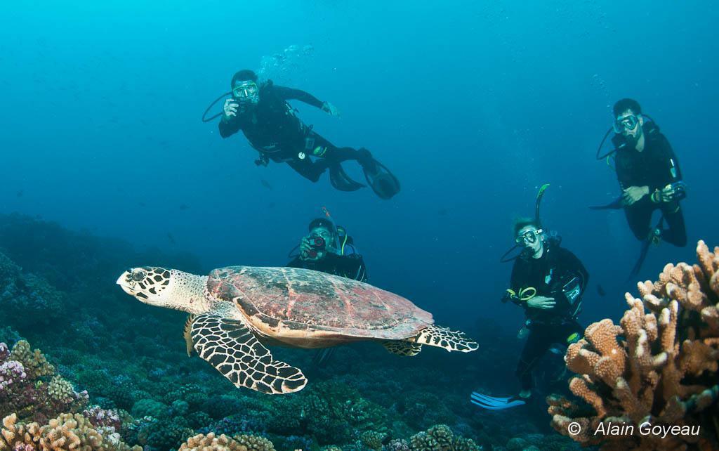 Les tortues sont des reptiles descendants direct des dinosores.