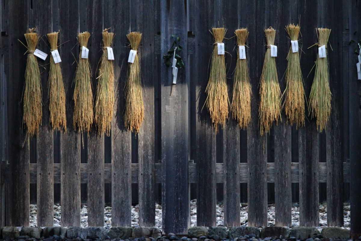 كاننامي-ساي: طقس ياباني لتقديم أول محصول أرز للإلهة أماتيراسو كاننامي-ساي: طقس ياباني لتقديم أول محصول أرز للإلهة أماتيراسو