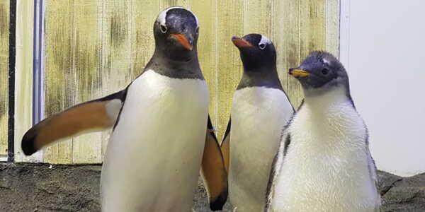 طيور الحب في إدنبره تبني أعشاشها من الأحجار الملوّنة طيور الحب في إدنبره تبني أعشاشها من الأحجار الملوّنة