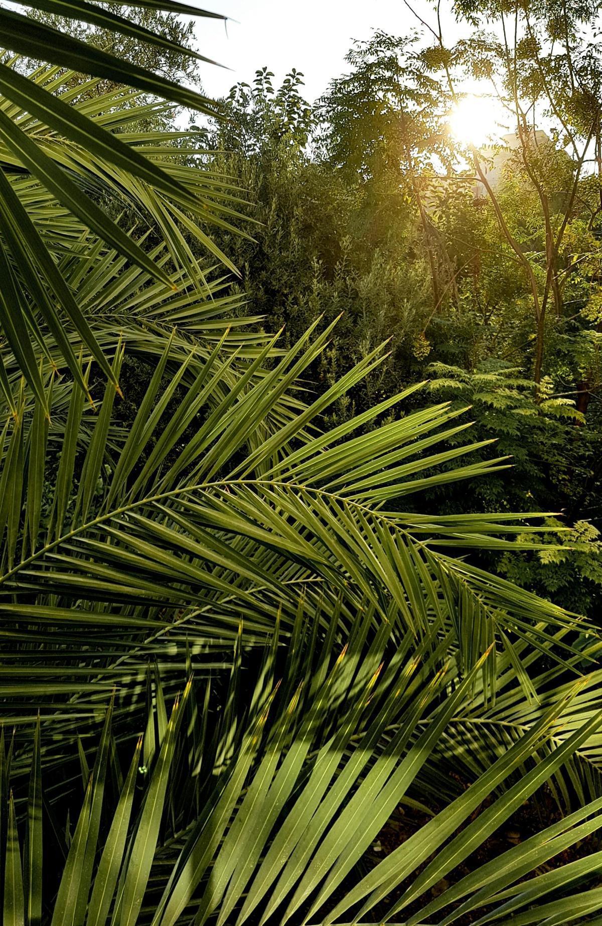 نشرة سُبْحة #29 نشرة سُبْحة #29