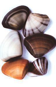 La Chaubette Cousine Germaine De La Palourde Est Fetee A Petit Bourg