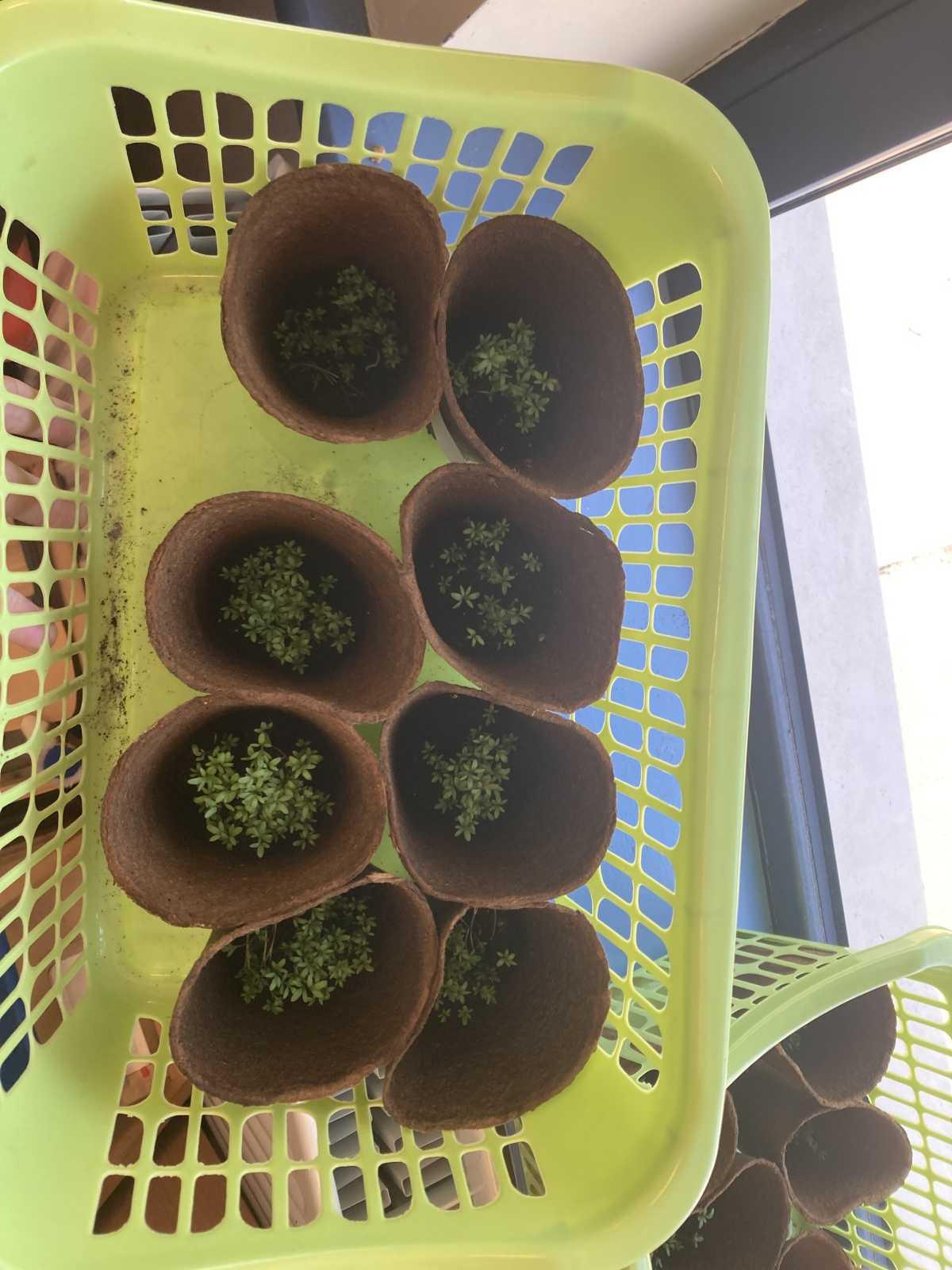 Gardeners in the making! 