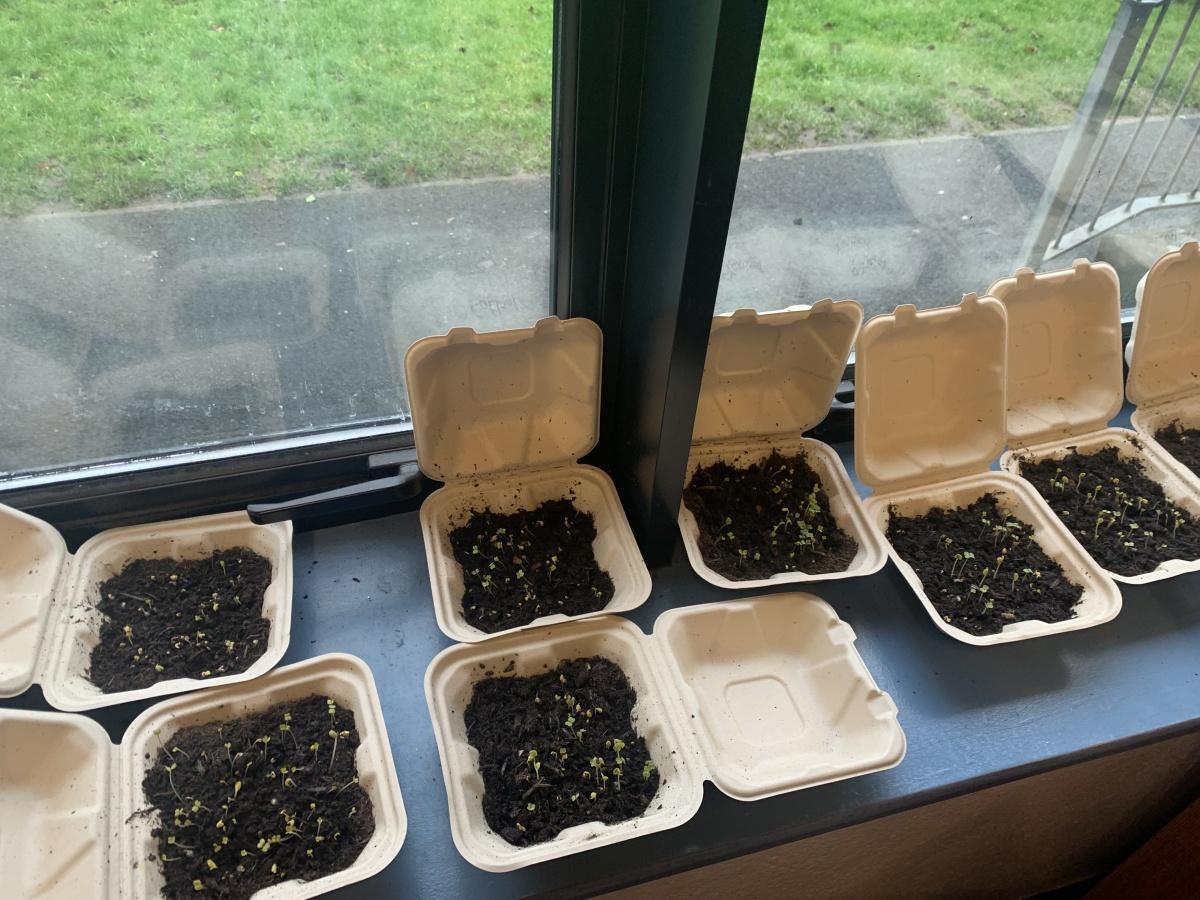 ROOT Workshop- Reaching Out to Our Trees