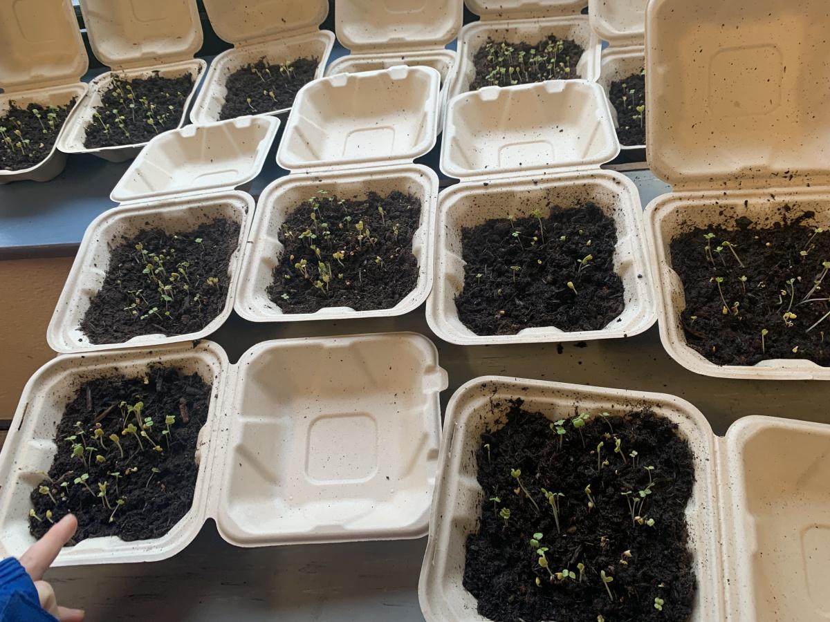 ROOT Workshop- Reaching Out to Our Trees