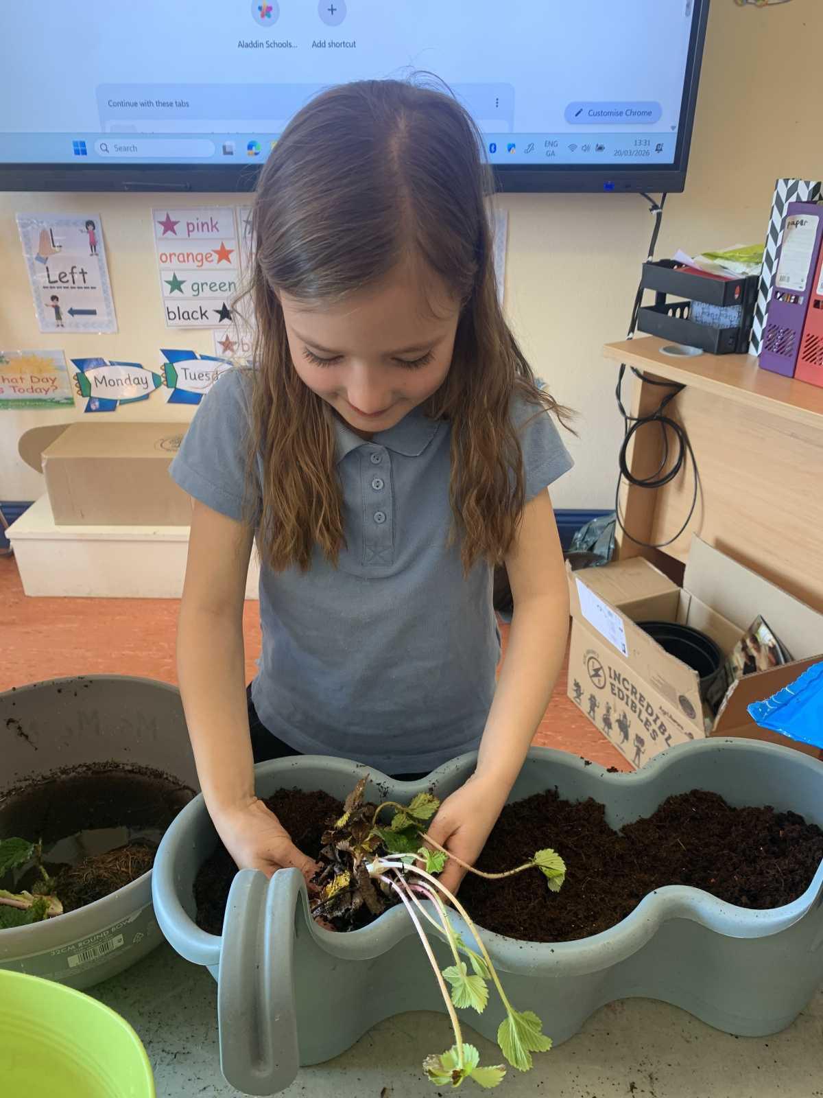 Planting - Fruit and Vegetables 