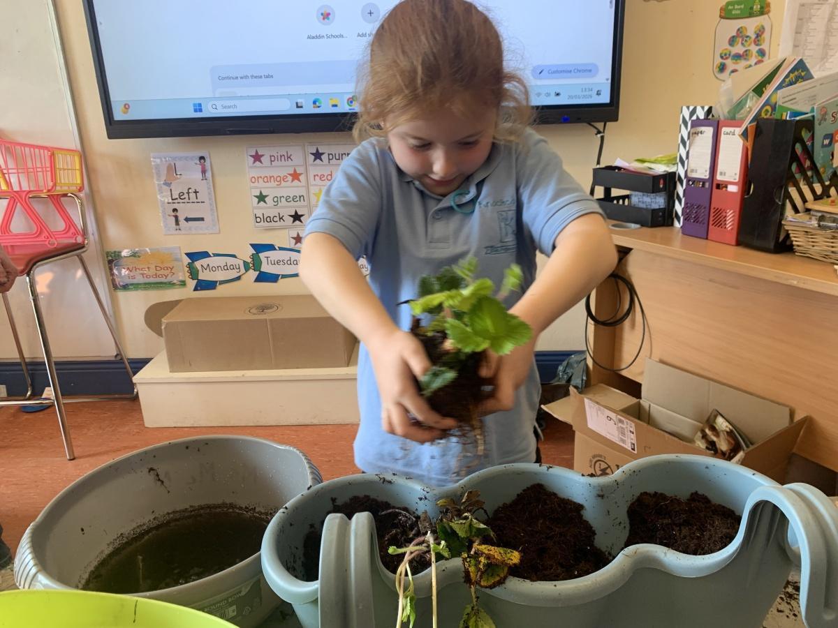 Planting - Fruit and Vegetables Planting - Fruit and Vegetables