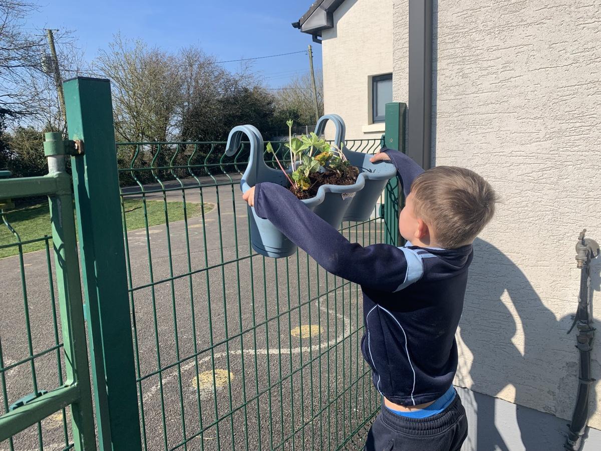 Planting - Fruit and Vegetables Planting - Fruit and Vegetables