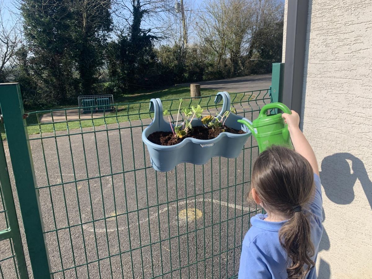 Planting - Fruit and Vegetables 