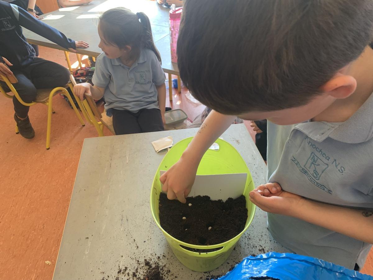 Planting - Fruit and Vegetables 