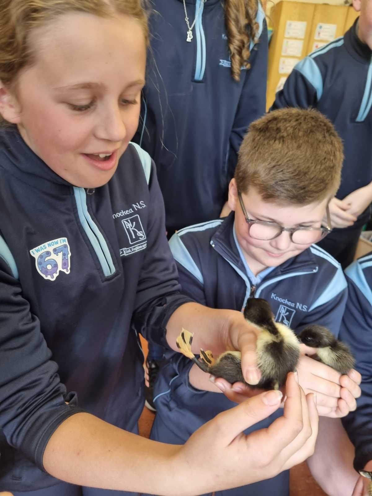 Ducklings visit
