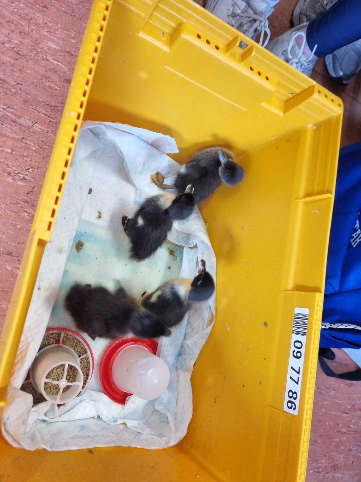 Ducklings visit