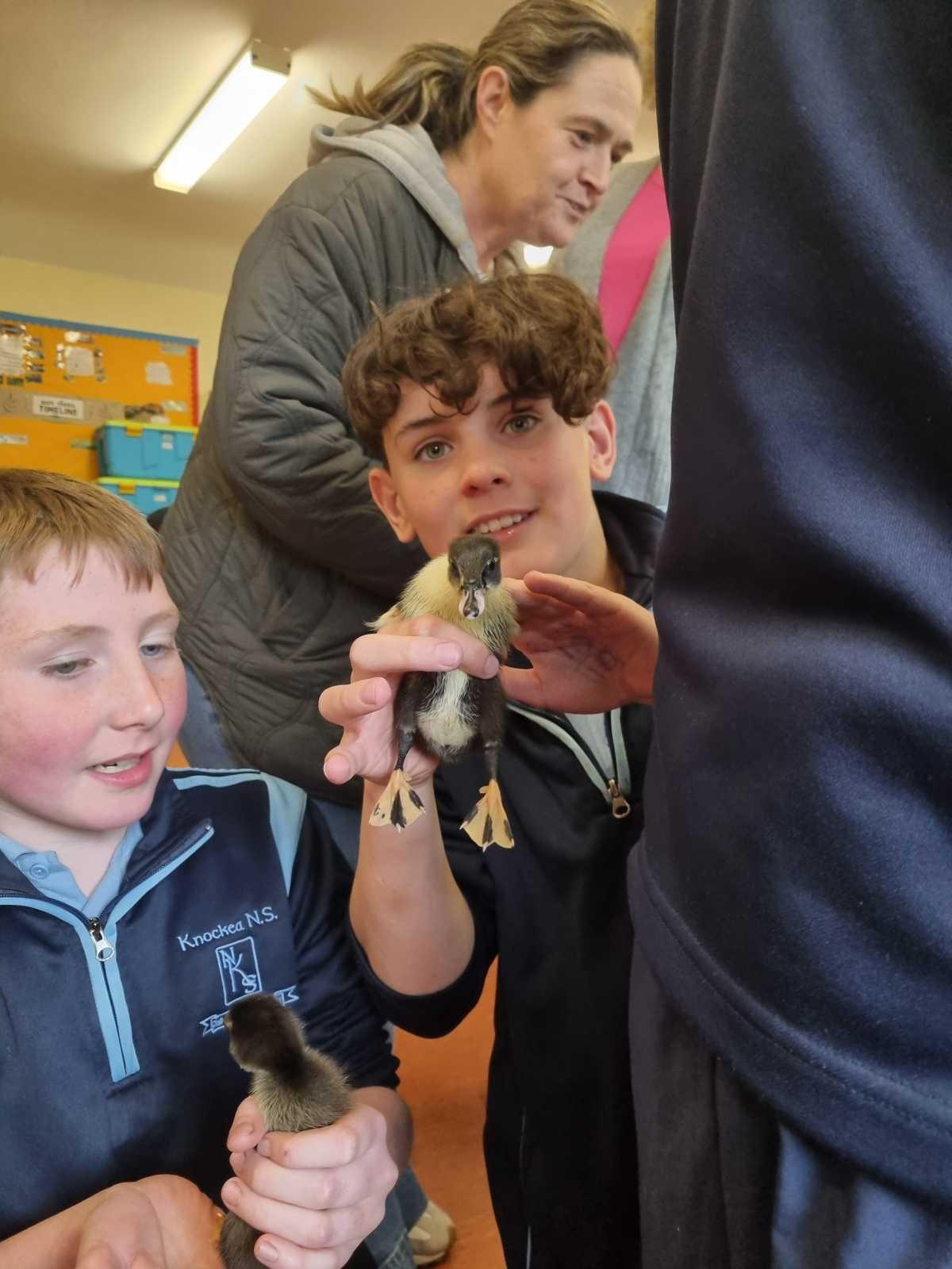 Ducklings visit