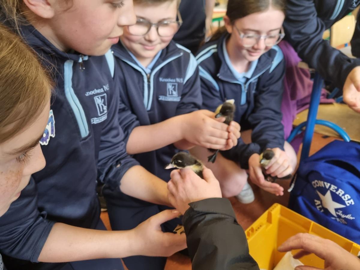 Ducklings visit
