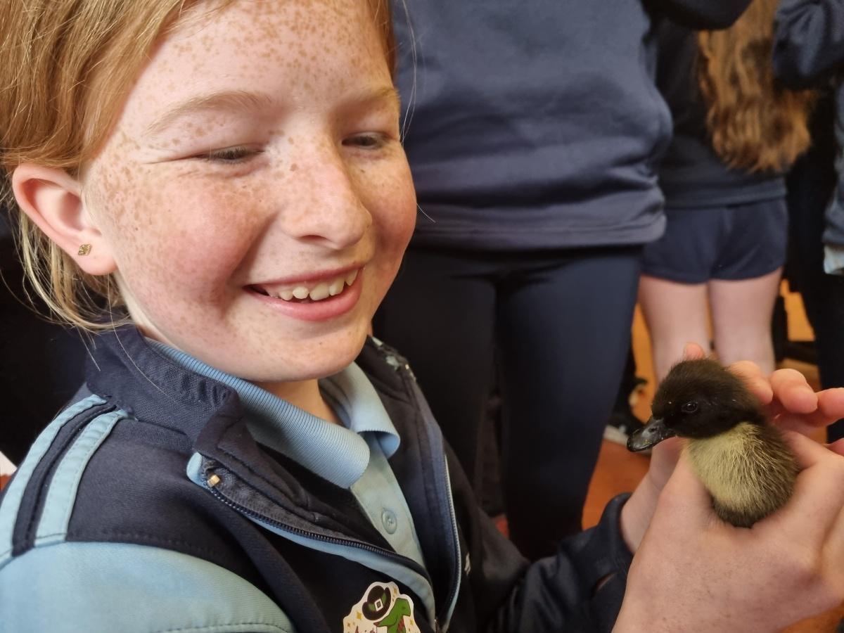 Ducklings visit