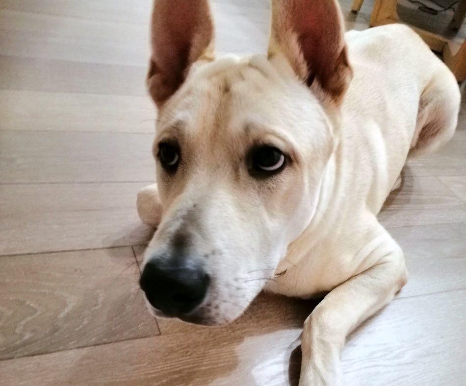 Animalis Les Week Ends Nationaux D Adoption Se Poursuivent En 21 Animalis Les Week Ends Nationaux D Adoption Se Poursuivent En 21