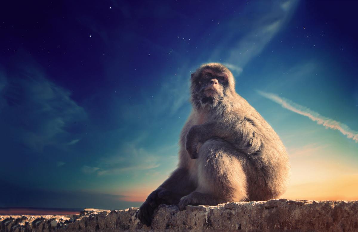 Le Bonobo