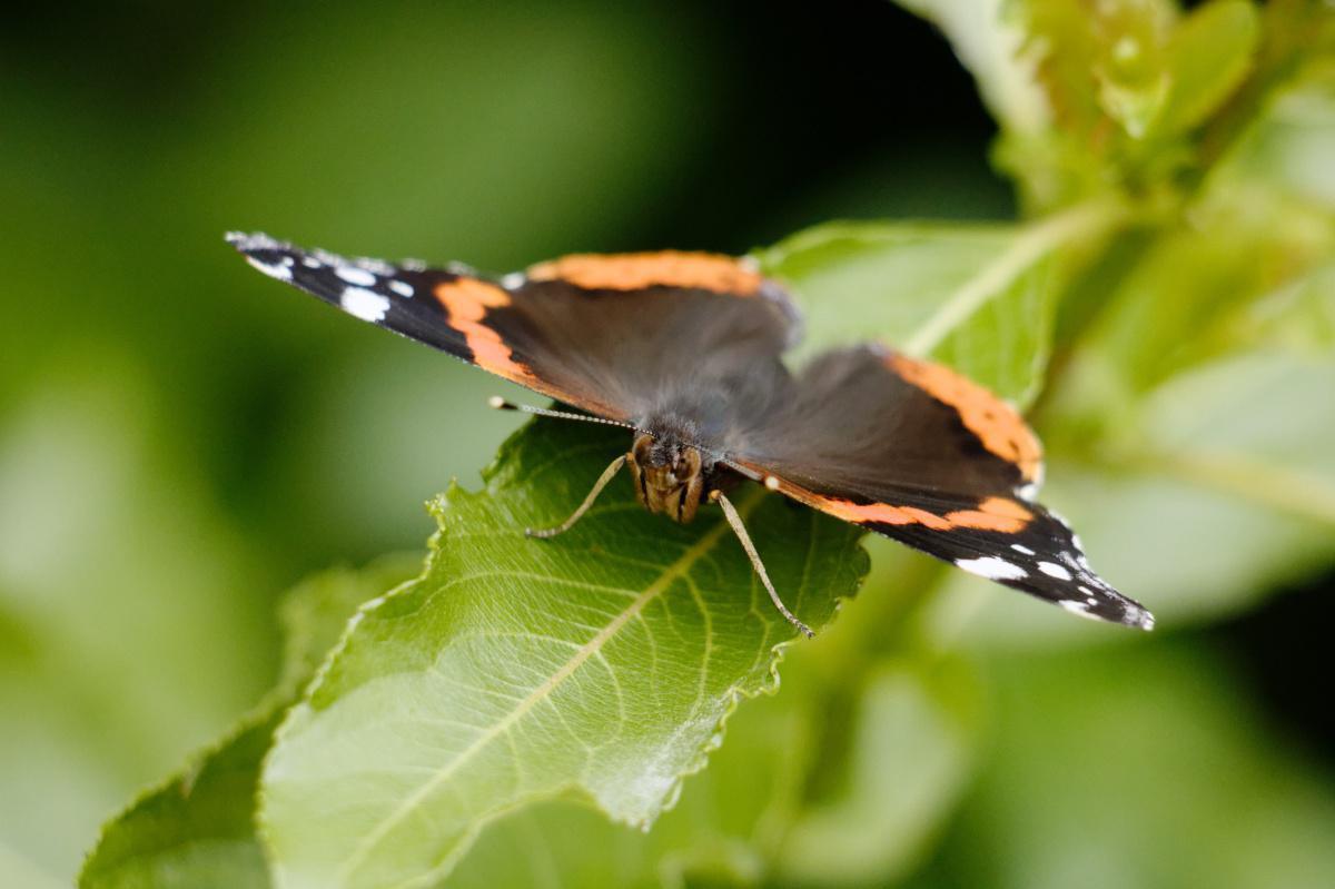 Careful to papilloma