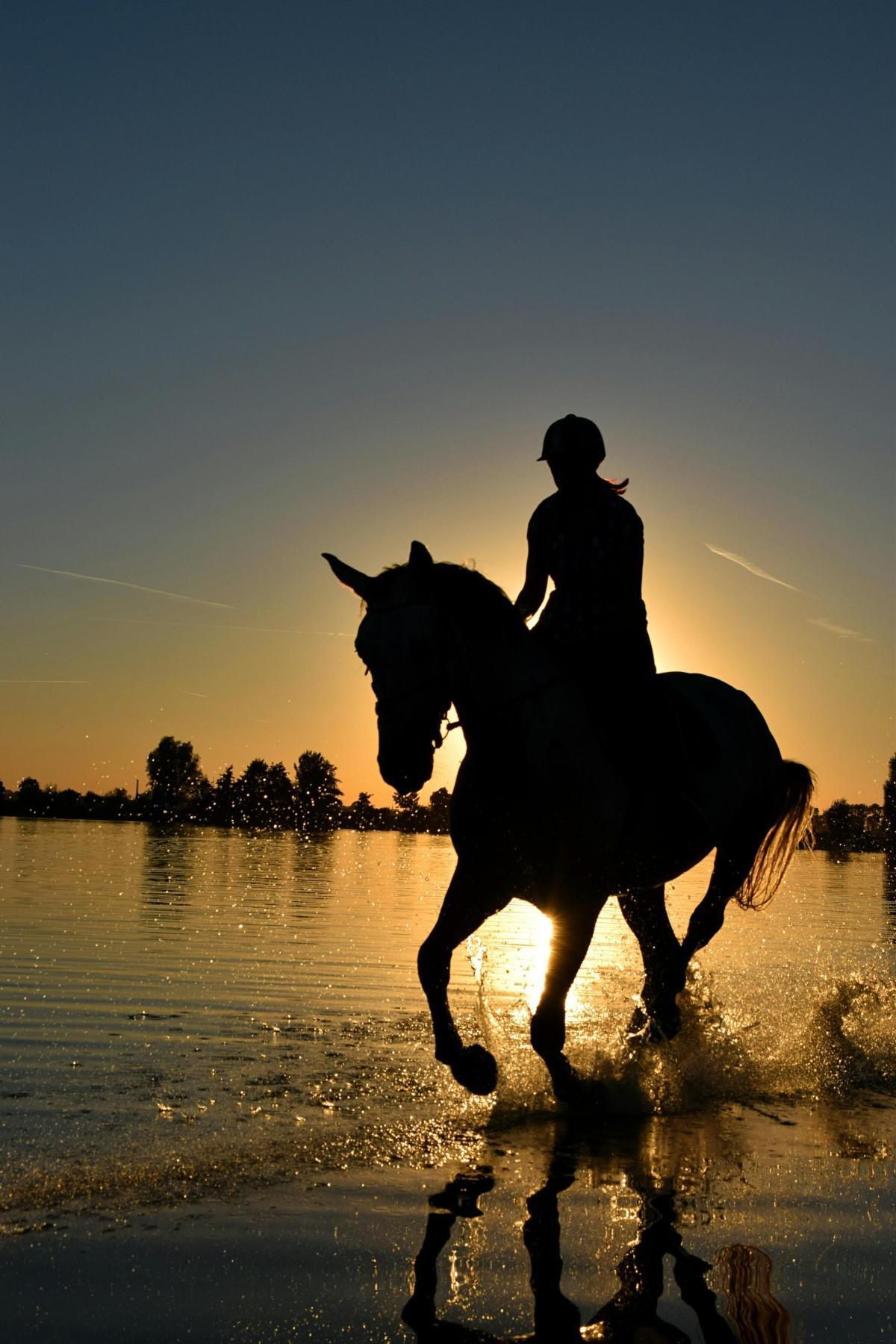 Course Hippique