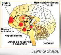 Effets Et Mefaits Du Cannabis