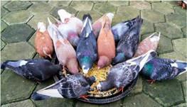 Menghitung Berkat Menghitung Berkat