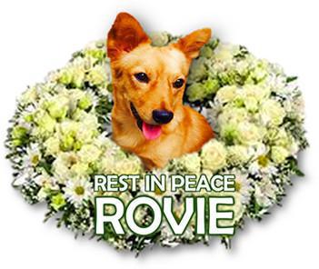 Cerpen: Rovie Yang Telah Pergi Cerpen: Rovie Yang Telah Pergi