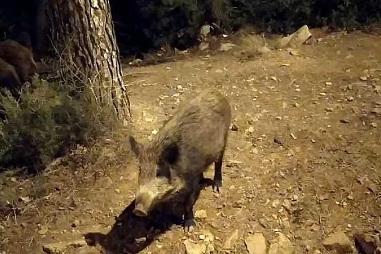 MUNIESA. AVISO POR BATIDA DE CAZA DEL JABALÍ MUNIESA. AVISO POR BATIDA DE CAZA DEL JABALÍ