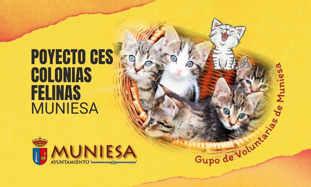 MUNIESA SITUACIÓN COLONIAS FELINAS MUNIESA SITUACIÓN COLONIAS FELINAS