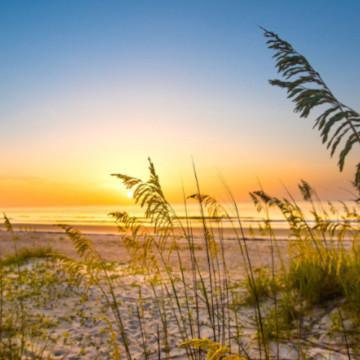 Beach Dune Ecosystem