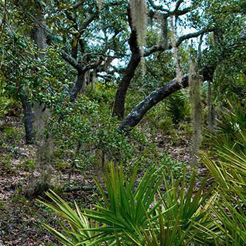 Maritime Forest Ecosystem
