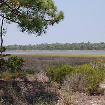 Tidal Marsh Ecosystem