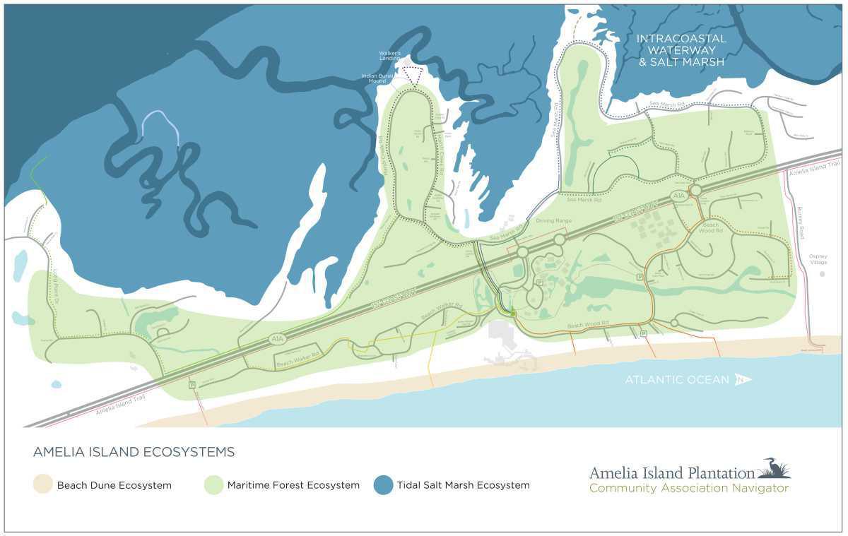Tidal Marsh Ecosystem