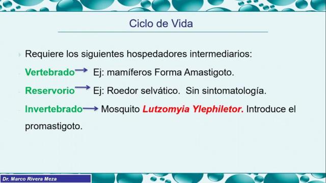 2. Leishmaniasis